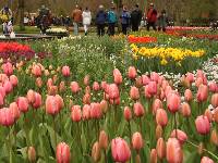 Cycle to the Keukenhof Gardens from Amsterdam |  <i>Richard Tulloch</i>