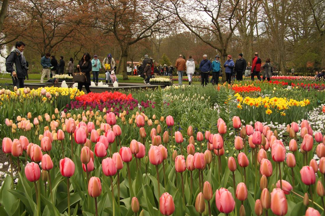 Cycle to the Keukenhof Gardens from Amsterdam |  <i>Richard Tulloch</i>