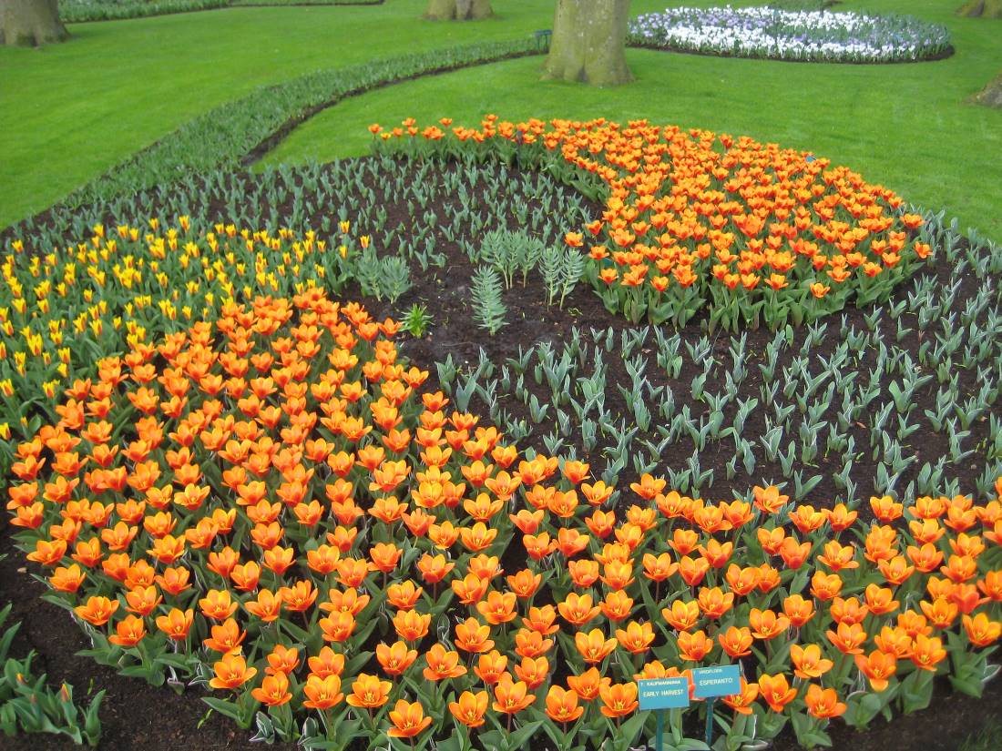 Keukenhof gardens flower arrangement |  <i>Brad Atwal</i>