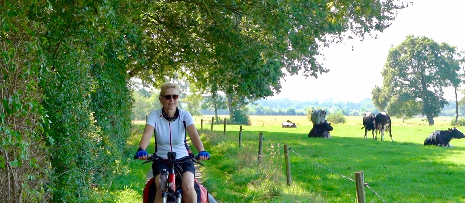 Pieterpad Trail cycling past grazing cattle in the Dutch countryside