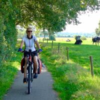 Pieterpad Trail cycling past grazing cattle in the Dutch countryside
