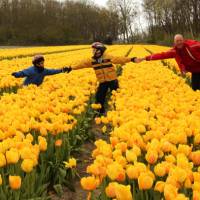 Experience the tulips during Spring when they are in bloom | Richard Tulloch