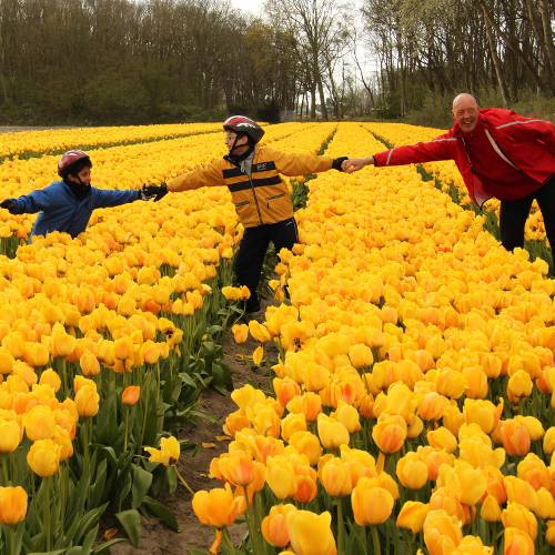 Experience the tulips during Spring when they are in bloom
