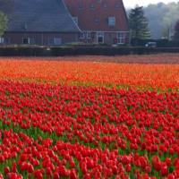 Cycle through the typical Dutch countryside in spring