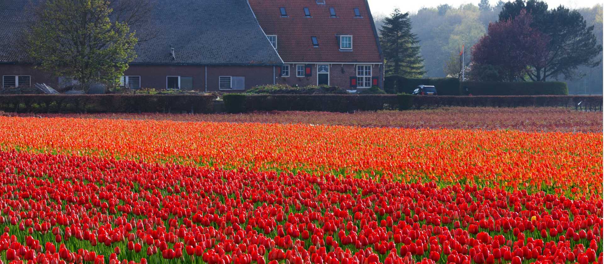 Cycle through the typical Dutch countryside in spring