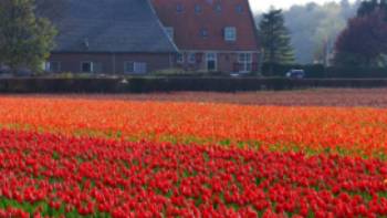 Tulips in spring,Pixabay Cycle through the typical Dutch countryside in spring