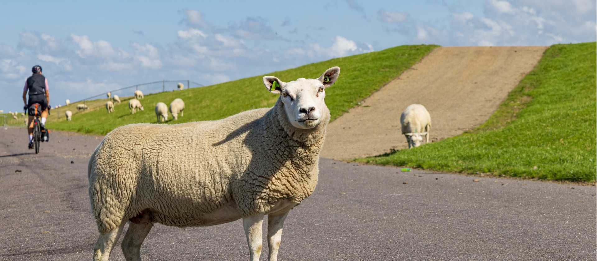 Cycling by sheep in the Netherlands