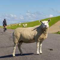 Cycling by sheep in the Netherlands