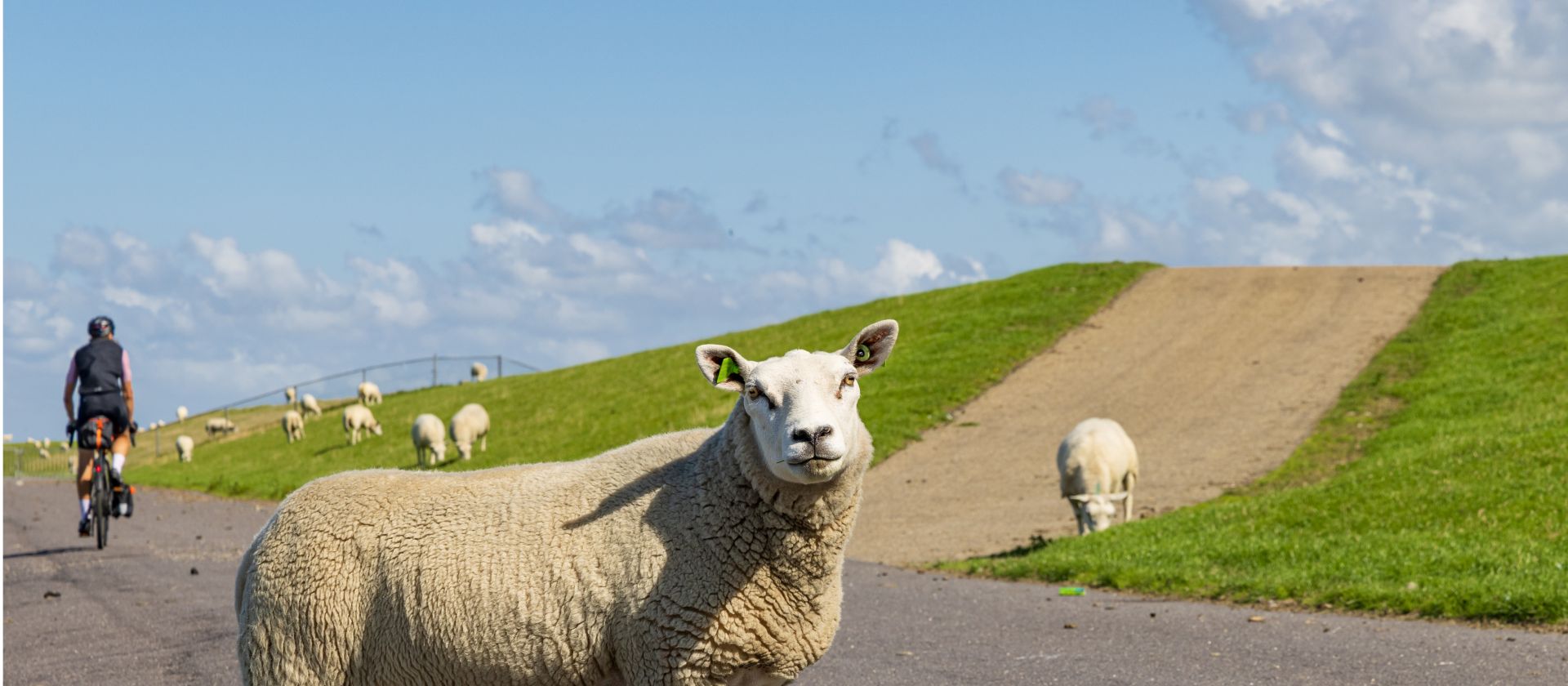 Cycling by sheep in the Netherlands