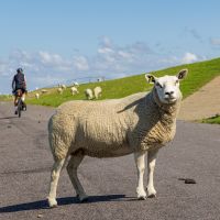 Cycling by sheep in the Netherlands