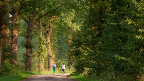 Forest paths on Pieterpad Trail in Holland