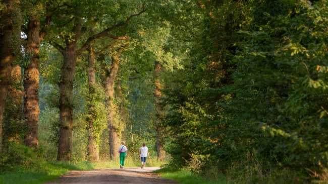 Forest paths on Pieterpad Trail in Holland