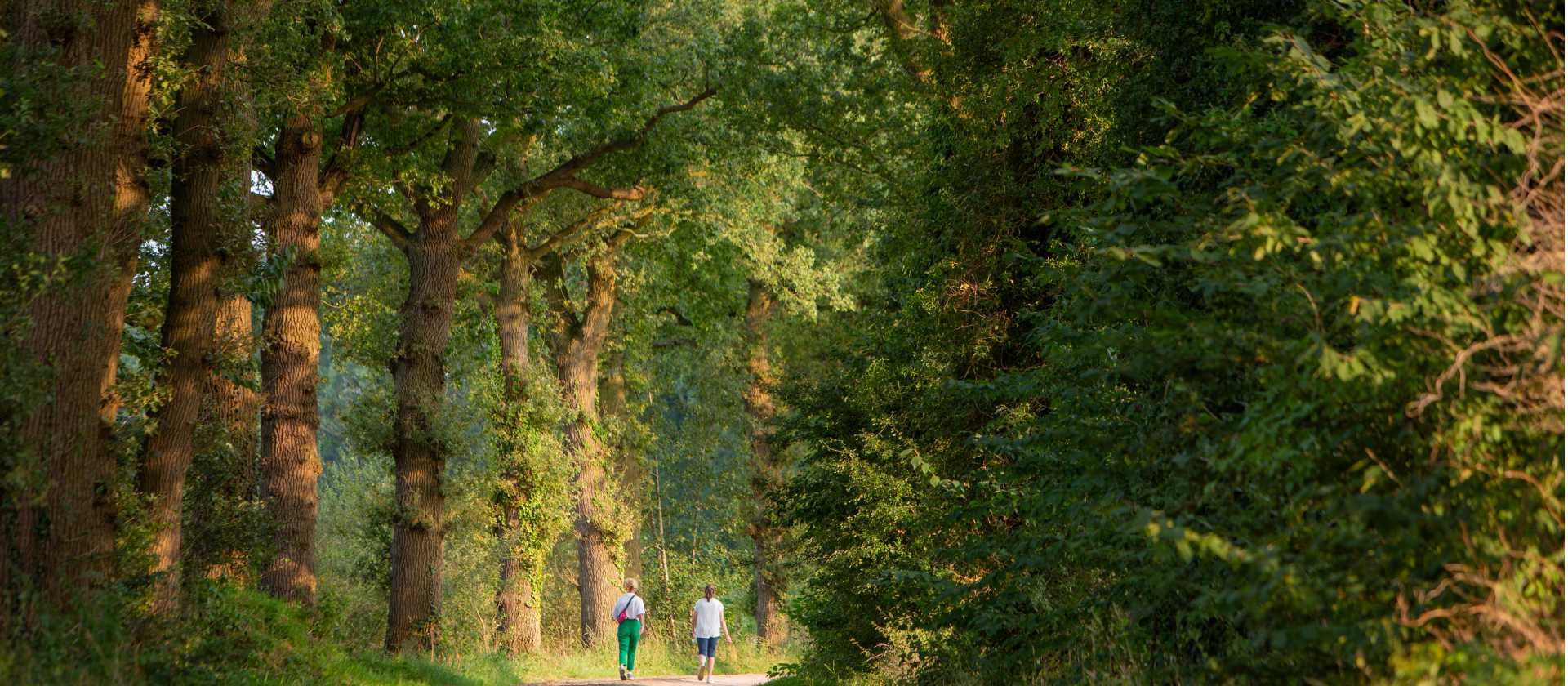 Forest paths on Pieterpad Trail in Holland