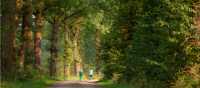 Forest paths on Pieterpad Trail in Holland