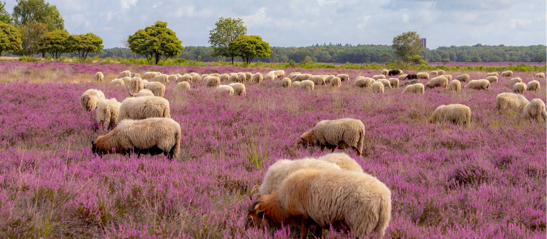 Sheep in the Drenthe Heath in Holland