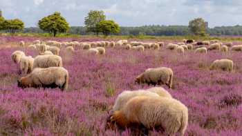 Sheep in the Drenthe Heath in Holland
