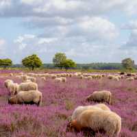 Sheep in the Drenthe Heath in Holland