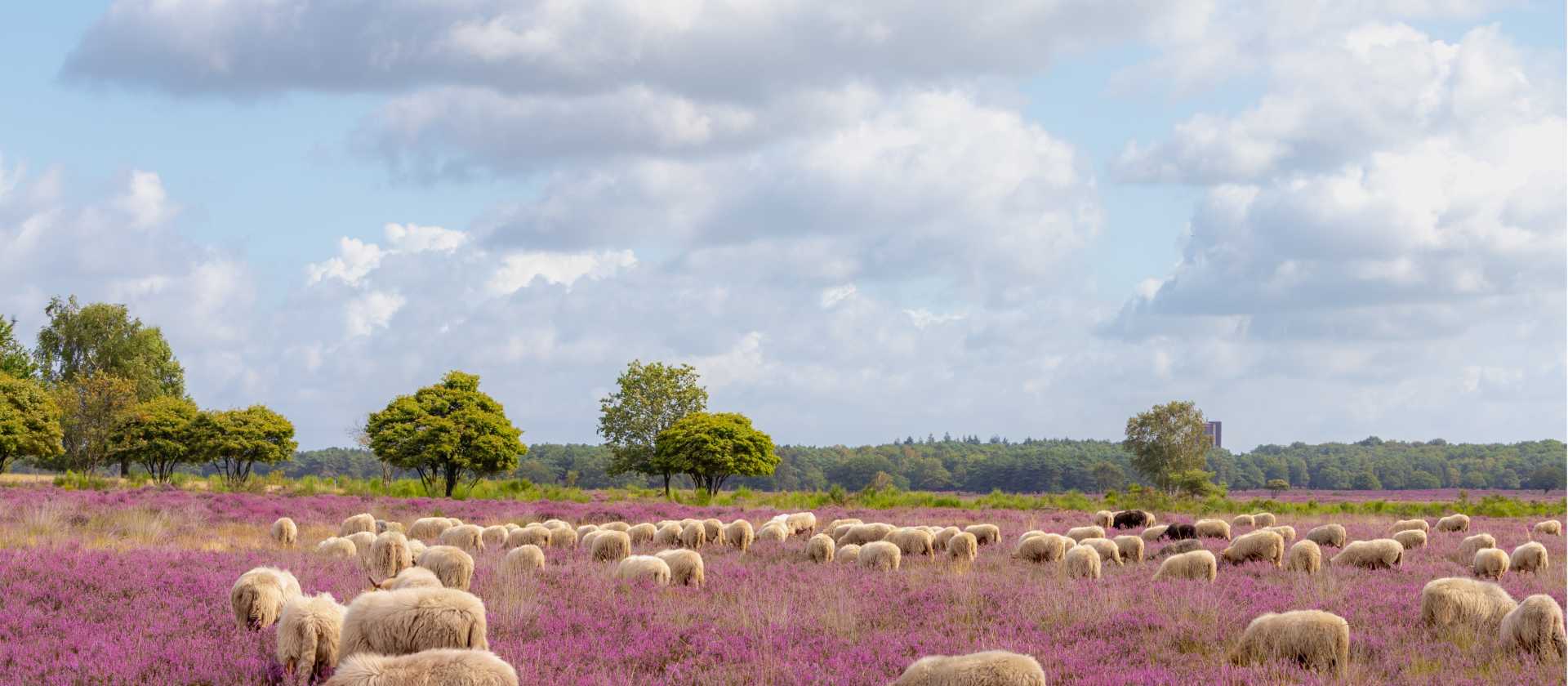 Sheep in the Drenthe Heath in Holland