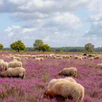 Sheep in the Drenthe Heath in Holland