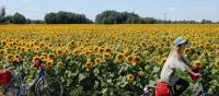 Cycling past a field of sunflowers in Hungary | Lilly Donkers