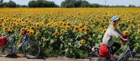 Cycling past a field of sunflowers in Hungary | Lilly Donkers