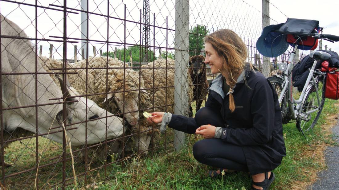 Meeting local farm animals on the Danube Cycle Path, Hungary |  <i>Lilly Donkers</i>