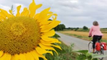 Cycling past sunflowers in Hungary