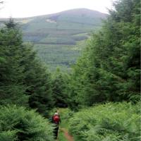 Verdant hills of Glencree Valley | Nick Kostos