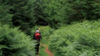 Verdant hills of Glencree Valley