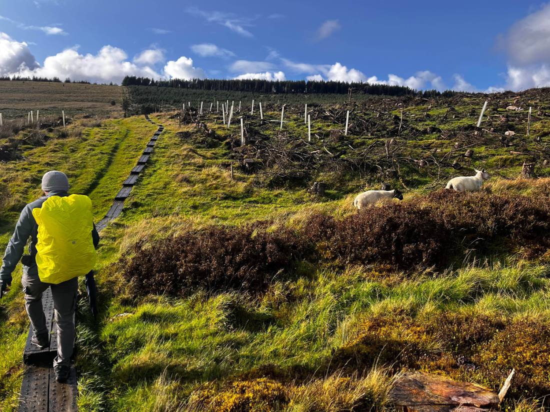 Walking the Wicklow Way in Ireland |  <i>Melodie Theberge</i>