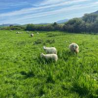 Curious sheep in Ireland | Sue Finn