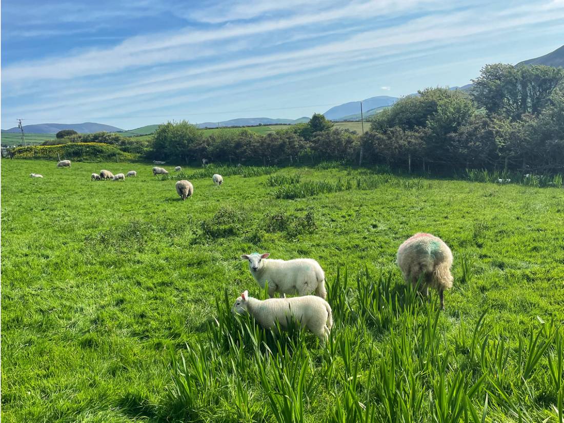 Curious sheep in Ireland |  <i>Sue Finn</i>