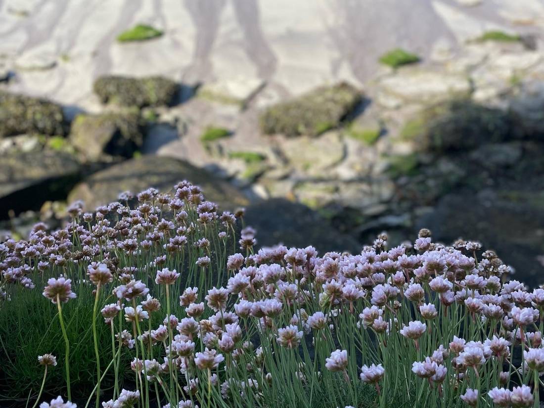 Pretty flowers in Ireland |  <i>Sue Finn</i>