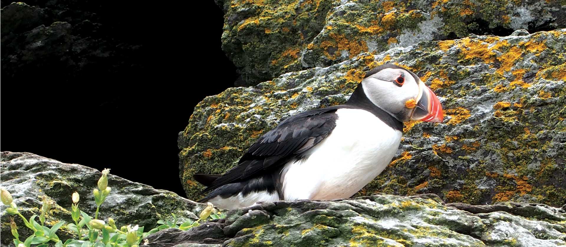Cute Atlantic Puffin perched upon a rock | Nick Kostos