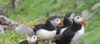 Puffin magic on Skellig Michael | Melanie Moss