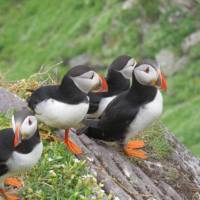 Puffin magic on Skellig Michael | Melanie Moss