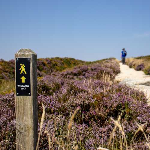 Purple heather lines the path on the Wicklow Way