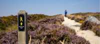 Purple heather lines the path on the Wicklow Way