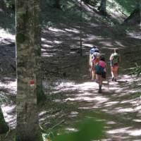 Walking through old growth forest on the St Francis Way