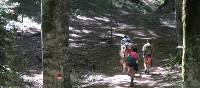 Walking through old growth forest on the St Francis Way