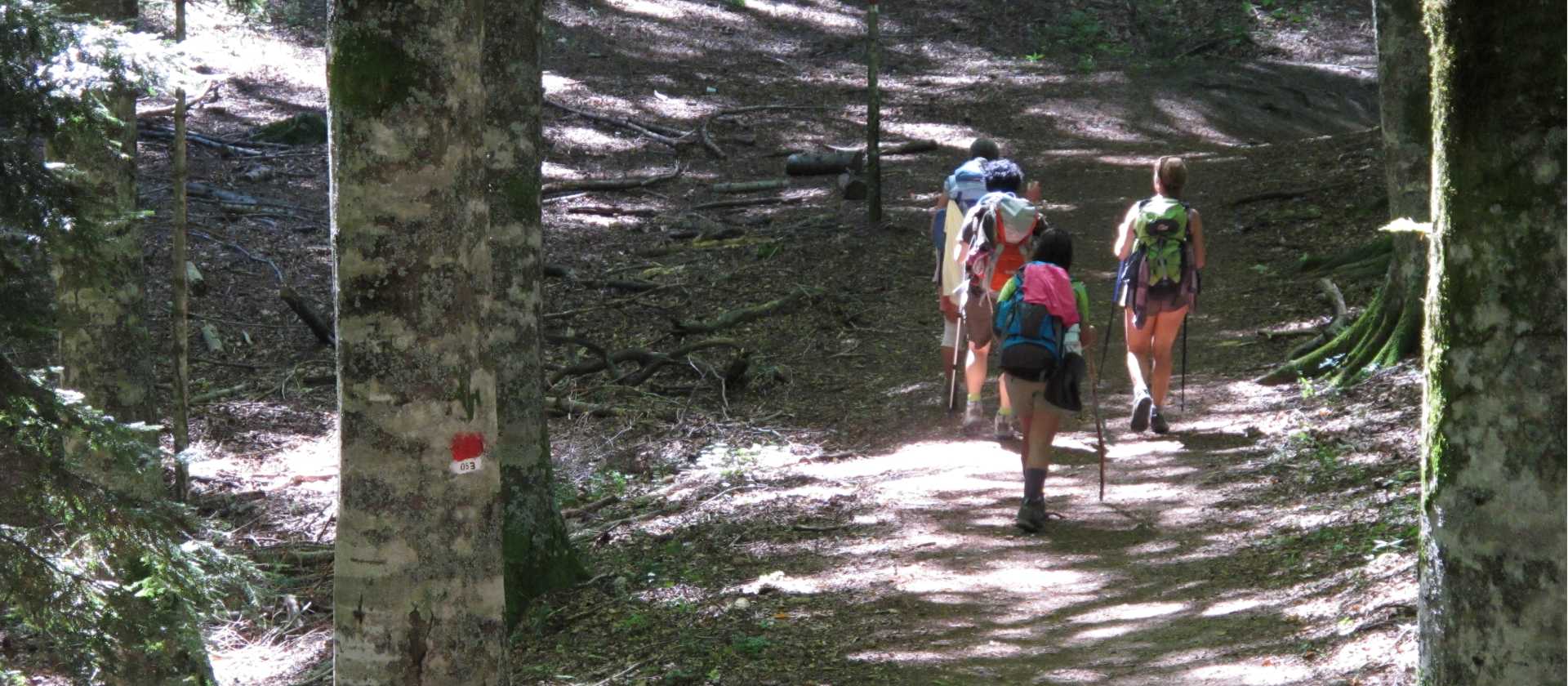 Walking through old growth forest on the St Francis Way
