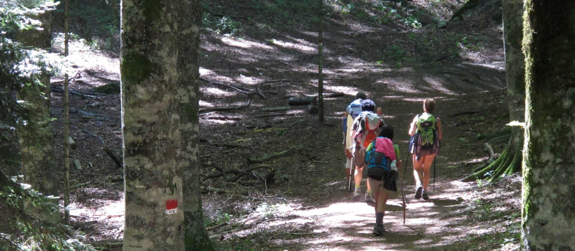 Walking through old growth forest on the St Francis Way