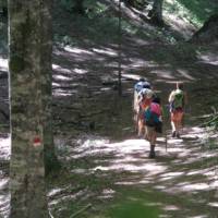 Walking through old growth forest on the St Francis Way