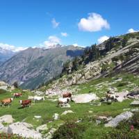 Cows grazing in the postcard perfect setting of the Gressoney Valley