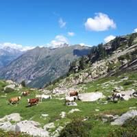 Cows grazing in the postcard perfect setting of the Gressoney Valley
