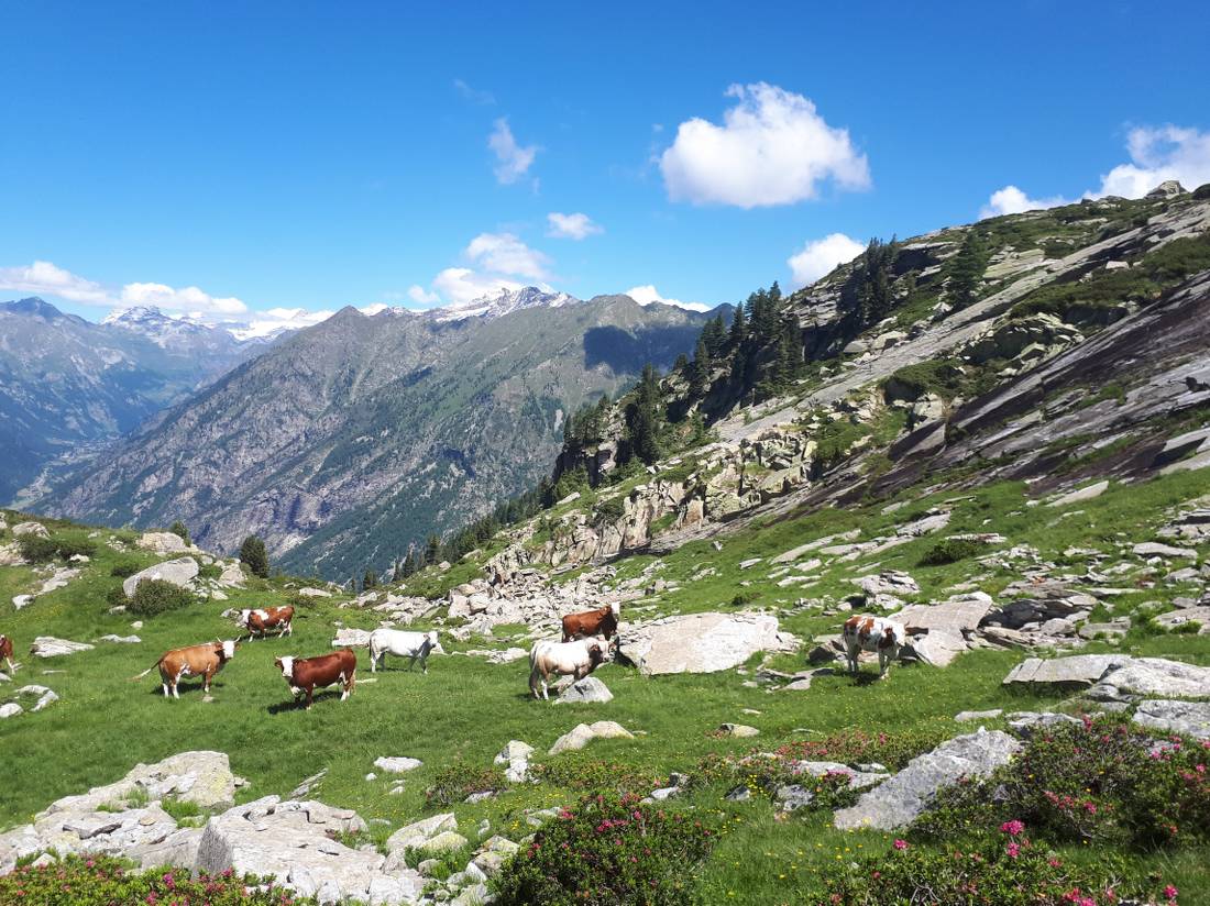 Cows grazing in the postcard perfect setting of the Gressoney Valley