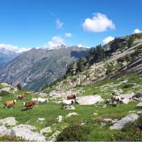 Cows grazing in the postcard perfect setting of the Gressoney Valley