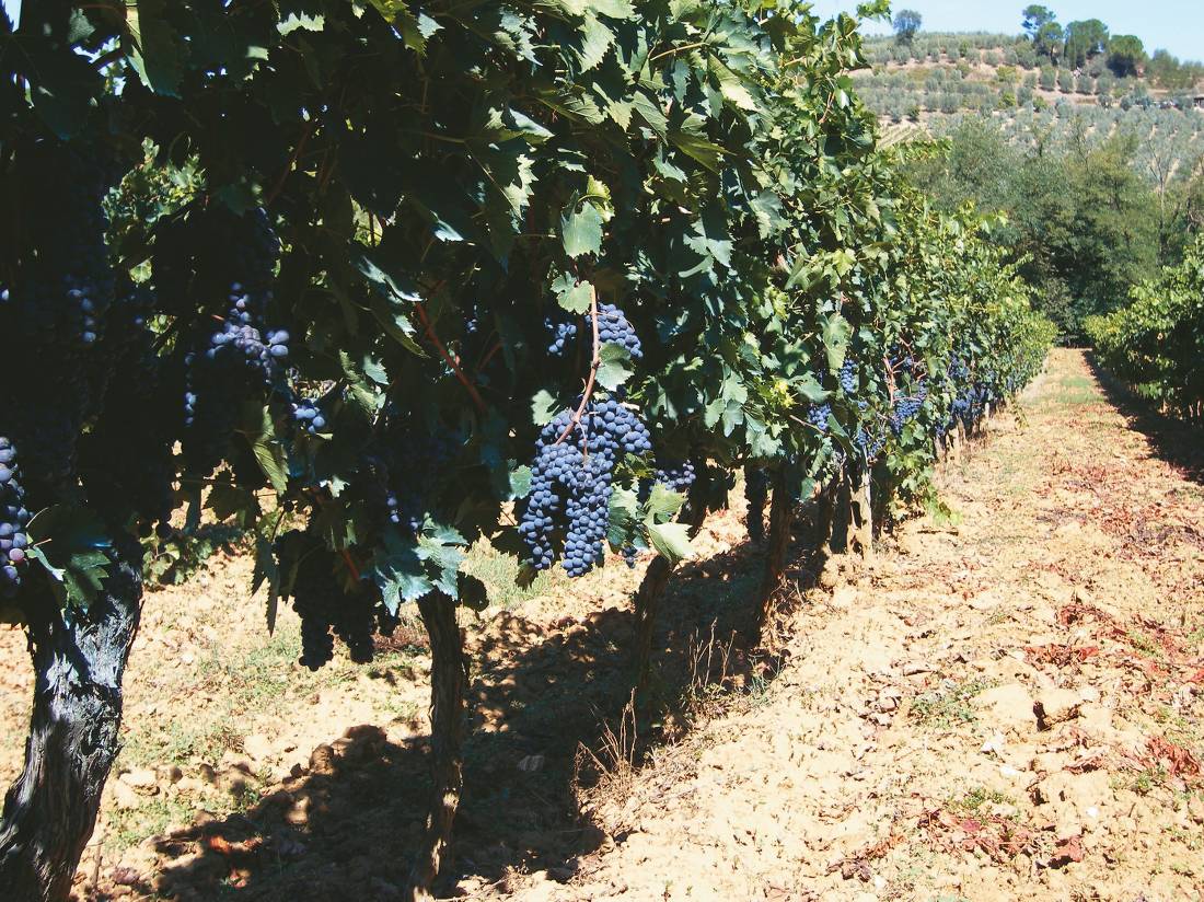 Chianti grape vines in Tuscany |  <i>Chris Viney</i>