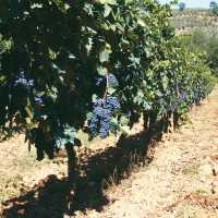 Chianti grape vines in Tuscany | Chris Viney