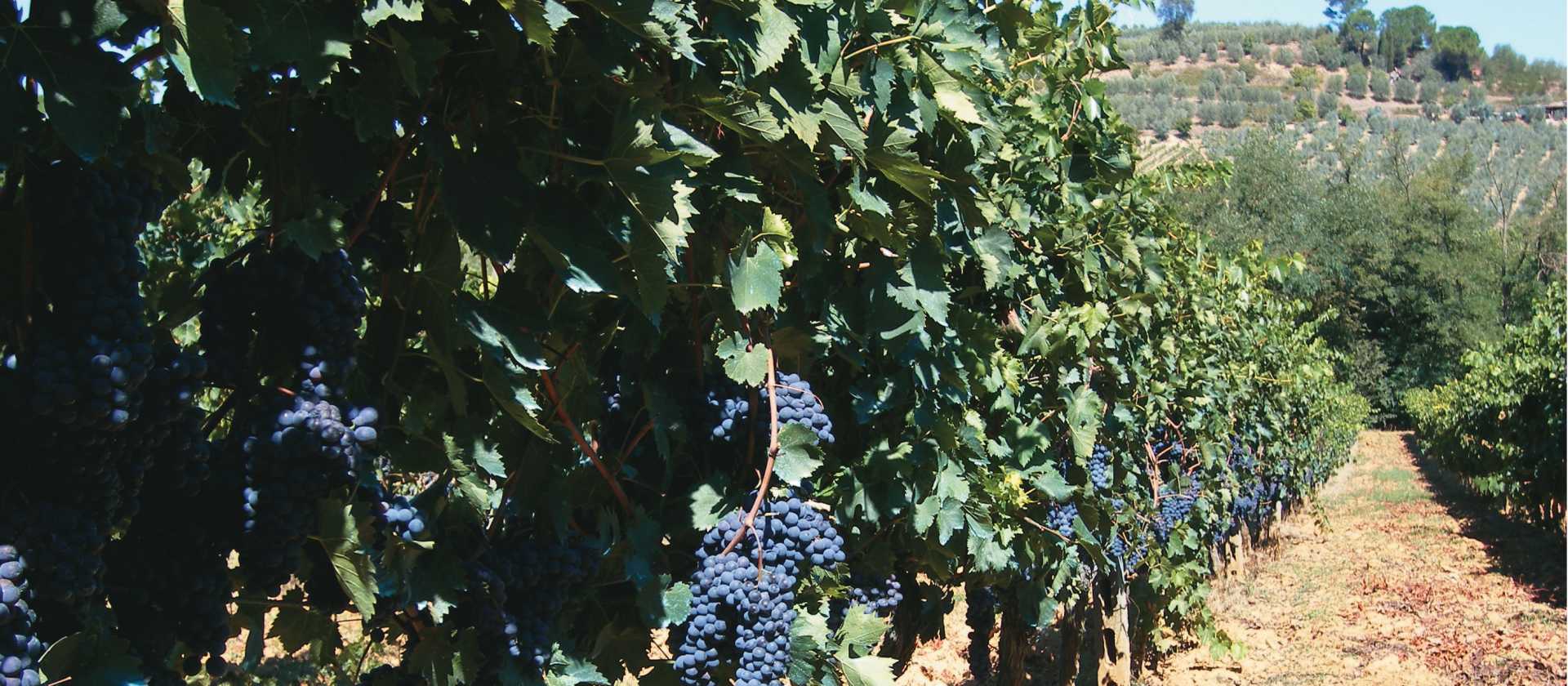 Chianti grape vines in Tuscany | Chris Viney